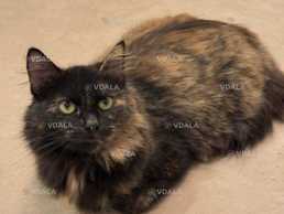 Добра, грайлива,ніжна молода киця - VDALA.PRO