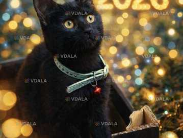 Гарне кошеня, котик - VDALA.PRO