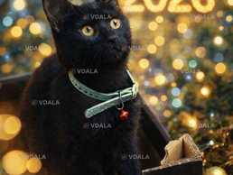 Гарне кошеня, котик - VDALA.PRO