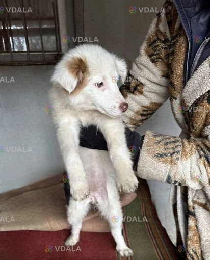 щенки в добрые руки - VDALA.PRO