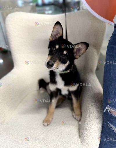 Маленькая собачка Фрея бесплатно Маленькая собачка Фрея бесплатно - VDALA.PRO