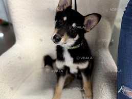 Маленькая собачка Фрея бесплатно - VDALA.PRO