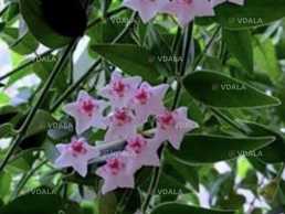 Отдам даром хою карнозу - VDALA.PRO