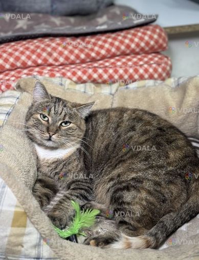 красивая кошка в дар хорошим людям - VDALA.PRO