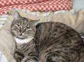 красивая кошка в дар хорошим людям - VDALA.PRO - 1