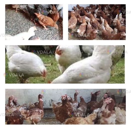 Продам кури несушки / Безкоштовна доставка Продам кури несушки / Безкоштовна доставка - VDALA.PRO