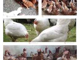 Продам кури несушки / Безкоштовна доставка - VDALA.PRO