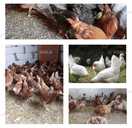 Продам кури несушки / Безкоштовна доставка - 2 Продам кури несушки / Безкоштовна доставка - VDALA.PRO - 2