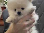 Собачка шпіц Собачка шпіц - VDALA.PRO - 1