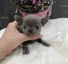 собачка чихуахуа - VDALA.PRO - 1