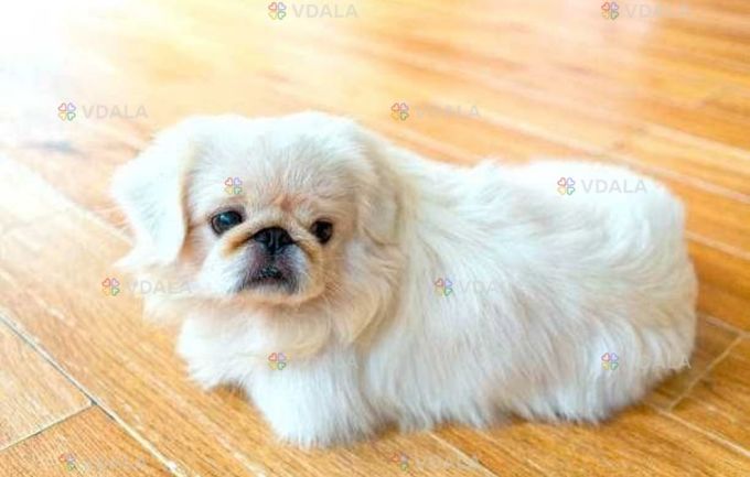 Щенята пекинеса , повна вакцинація - VDALA.PRO