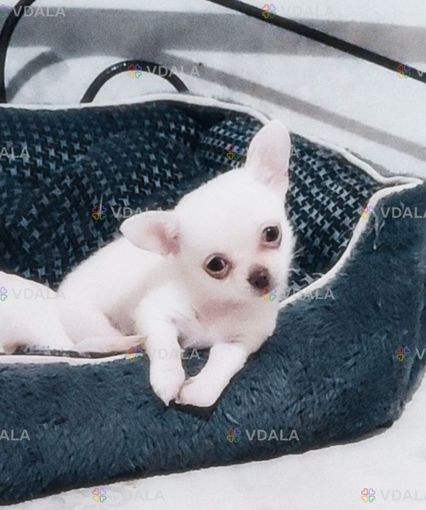 Мини мальчик тип кобби - VDALA.PRO