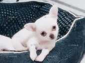 Мини мальчик тип кобби - VDALA.PRO - 1