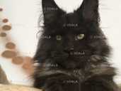 Мейн Кун Чорний дим Козак - VDALA.PRO - 1