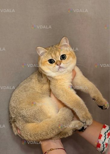 плюшевая девочка золотая шиншилла - VDALA.PRO