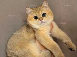 плюшевая девочка золотая шиншилла - VDALA.PRO