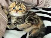 Девочка красавица шотландская вислоухая - VDALA.PRO - 1