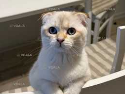 Вислоухий шотландец - VDALA.PRO