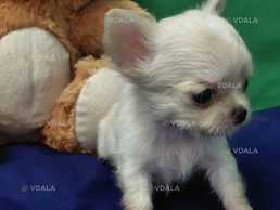 Міні малюк чихуахуа - VDALA.PRO