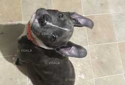 щенок стаффа девочка - VDALA.PRO