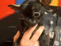 чихуахуа мальчики - VDALA.PRO