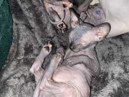 сфинкс две девочки - VDALA.PRO