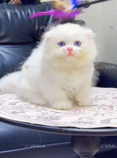 Длинношерстная вислоухая девочка - VDALA.PRO