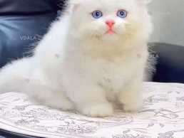 Длинношерстная вислоухая девочка - VDALA.PRO