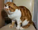 Вислоухий шотландский кот - VDALA.PRO - 1