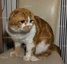 Вислоухий шотландский кот - VDALA.PRO - 3