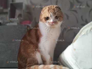 Шотландский кот, скоттиш фолд - VDALA.PRO