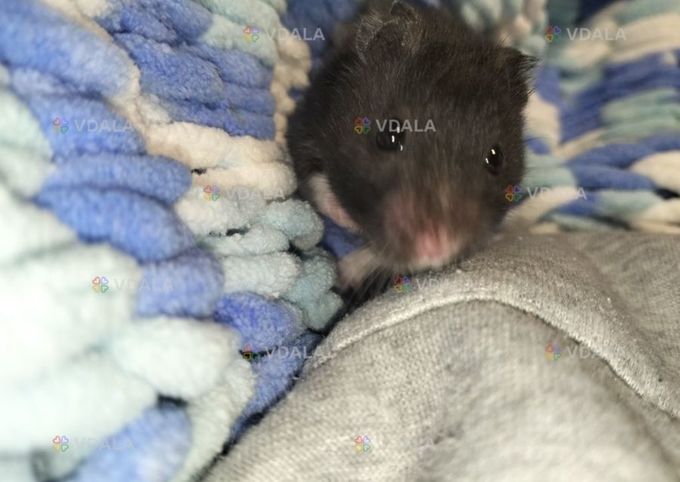 Отдам хомячка королевского - VDALA.PRO