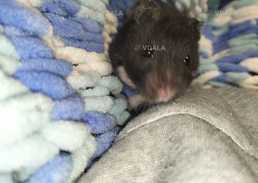 Отдам хомячка королевского - VDALA.PRO