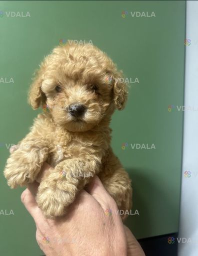 Мальтипу малтчики и девочки - VDALA.PRO