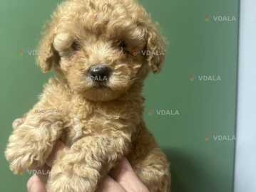 Мальтипу малтчики и девочки - VDALA.PRO