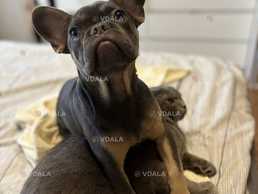 Французкий бульдок - VDALA.PRO