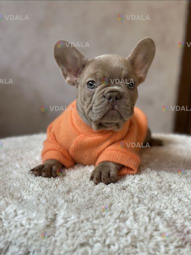 Щенки французского бульдога флаффи - VDALA.PRO