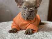 Щенки французского бульдога флаффи - VDALA.PRO - 1