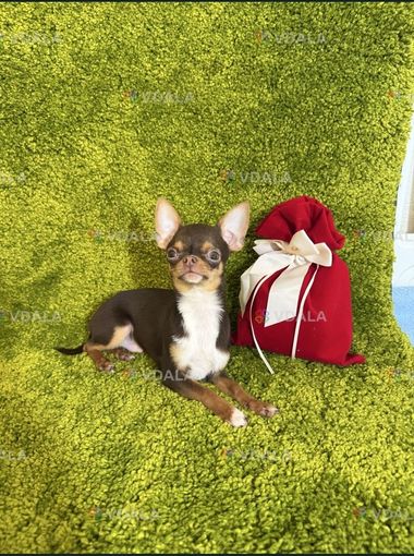 Міні хлопчик чихуахуа - VDALA.PRO