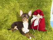 Міні хлопчик чихуахуа - VDALA.PRO - 1