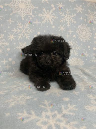 Малеська весела діачинка - VDALA.PRO