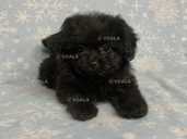 Малеська весела діачинка - VDALA.PRO - 1