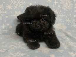 Малеська весела діачинка - VDALA.PRO