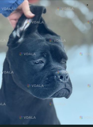 Терміново! Породні цуценята Кане Корсо (Cane Corso Italiano) - VDALA.PRO