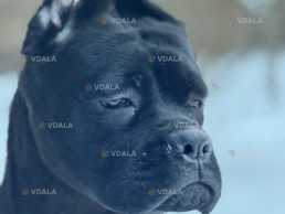 Терміново! Породні цуценята Кане Корсо (Cane Corso Italiano) - VDALA.PRO