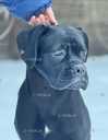 Терміново! Породні цуценята Кане Корсо (Cane Corso Italiano) - VDALA.PRO - 4