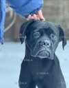 Терміново! Породні цуценята Кане Корсо (Cane Corso Italiano) - VDALA.PRO - 5