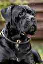 Терміново! Породні цуценята Кане Корсо (Cane Corso Italiano) - VDALA.PRO - 6