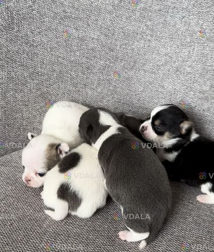 Цуценята Чіхуахуа Блакитні - VDALA.PRO