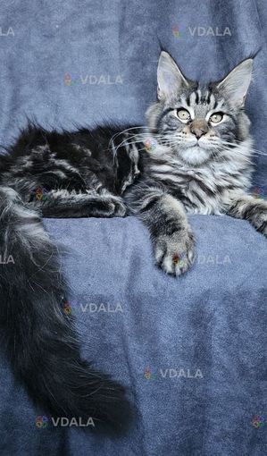 Сакура девочка мейн кун - VDALA.PRO